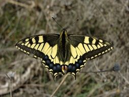 The butterfly with yellow wings in the wild nature