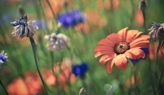 red and blue flowers on meadow