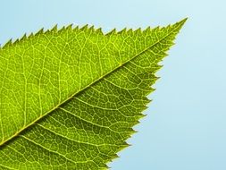 green leaf closeup
