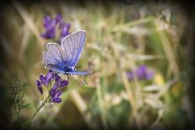 butterfly and lilac flower