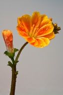 delicate orange flower with water drops