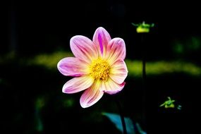 blossom of a beautiful flower