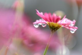 pink flower in drops of water close-up on blurred background