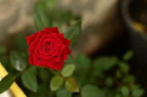 scarlet bud of rose