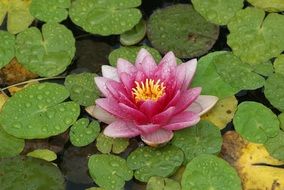 water lily is a representative of flora