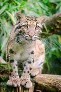 clouded leopard on tree