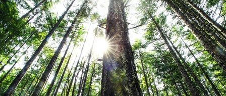 irresistible forest trees sun