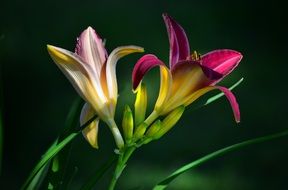 Closeup Picture of daylilies flowers