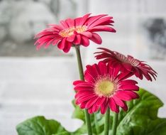 flower spring summer