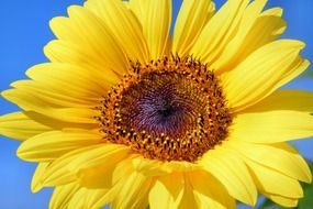 blooming sunflower with seeds