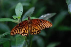 tropical orange black butterfly