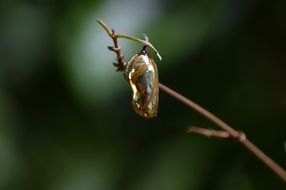 butterfly hang