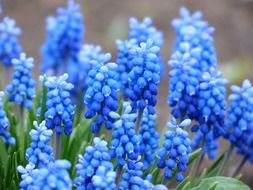 blue common grape hyacinth