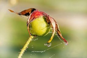 wet web on a wilted flower close-up on blurred background