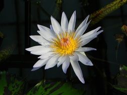 waterlily flora aquatic