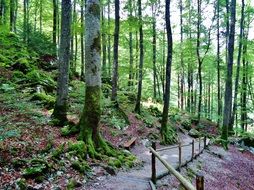 fenced forest trail