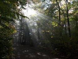 the sun's rays make their way through the foliage of the trees