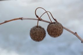 butter balls nuts