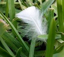 white feather on green grass close-up