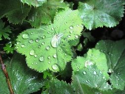 green leaves with drops of water in garden