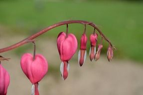 bleeding hearts inflorescence of ornamental plant