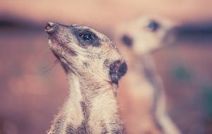 very beautiful meerkat