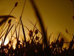 picture of the grass at the sunset