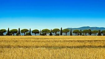 cypress avenue in Tuscany