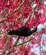 Bird on the blossoming tree