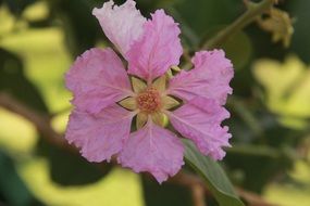 impressive flower pink green