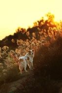 home dog at sunset