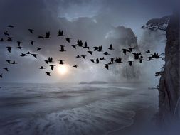 landscape of the flock of birds and beach