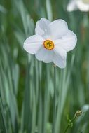 White daffodil closeup