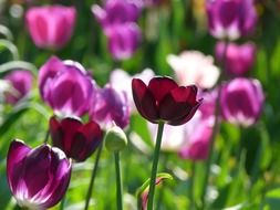 beautiful violet tulips in the greenhouse