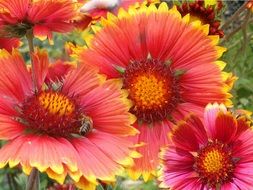 red flowers in the garden