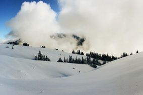 green pine trees on snowy mountains