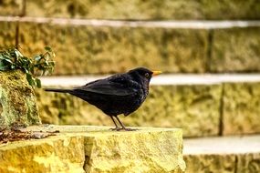 blackbird on the stairs