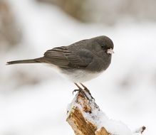 dark eyed junco bird