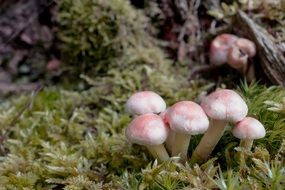mushrooms on the moss