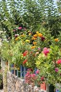 colourful flowers blooming in the garden