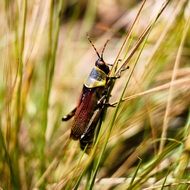 grasshopper burundi