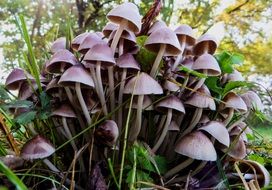 autumn mushrooms in the forest