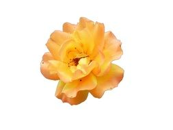 magnificent yellow flower on a white background