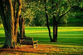 wooden bench near the tree in the meadow Park