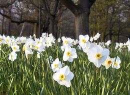 enchanting daffodil flower