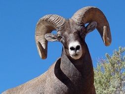 Bighorn sheep in the wildlife