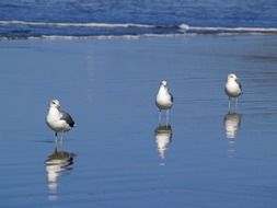 Seagulls in the water near the beach