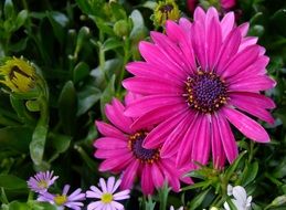 irresistible flower cape basket