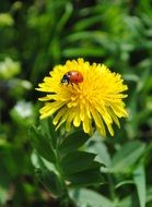 ladybug on dandelion