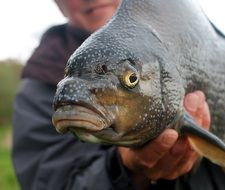 Bream in the hands